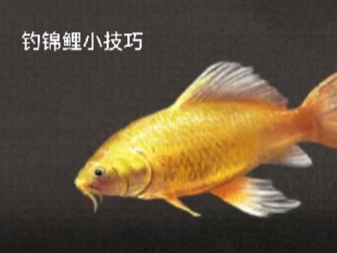 明日之后如何钓到锦鲤[图1]